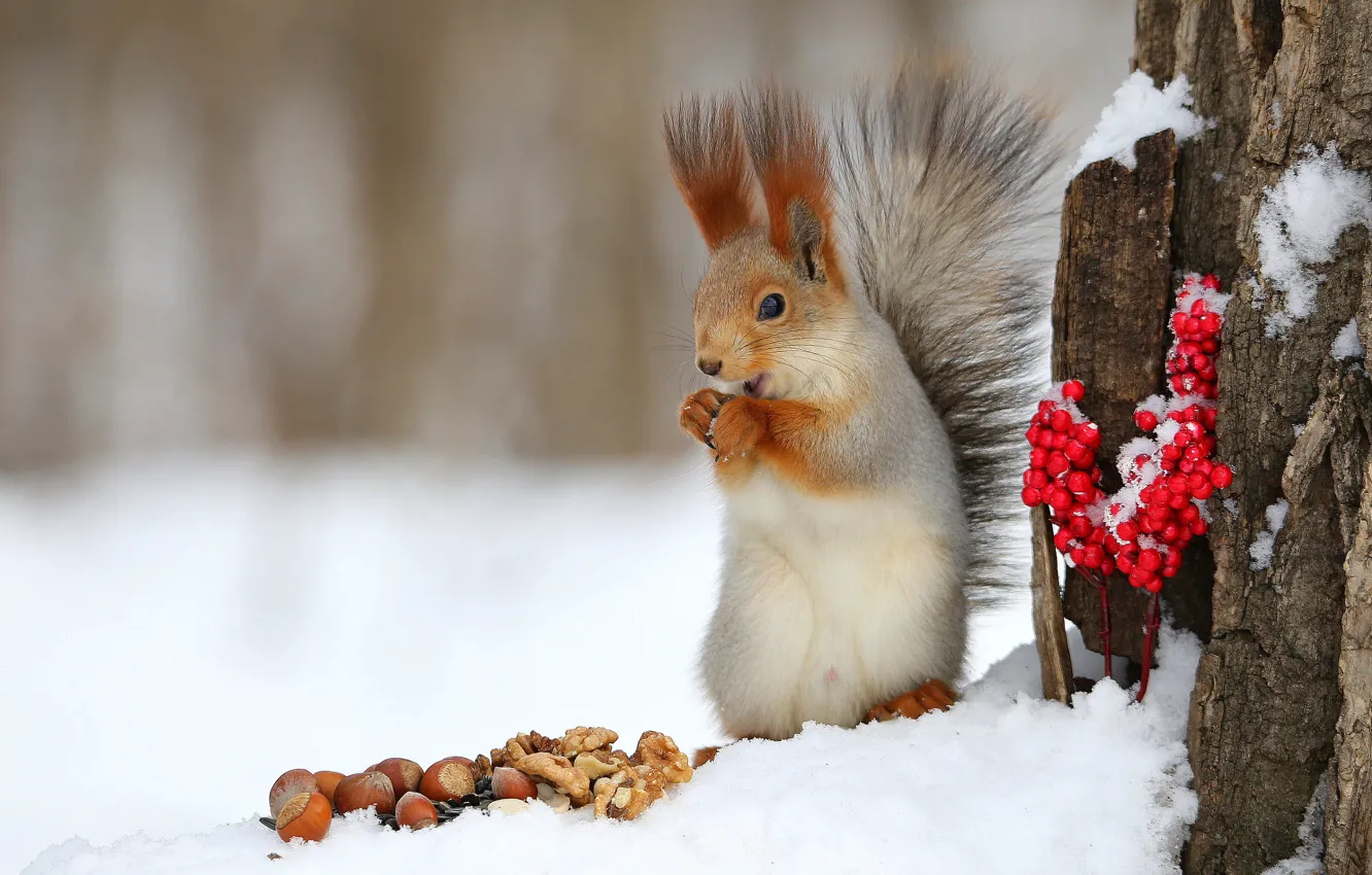 Photo wallpaper winter, snow, trees, pose, berries, legs, protein, bark
