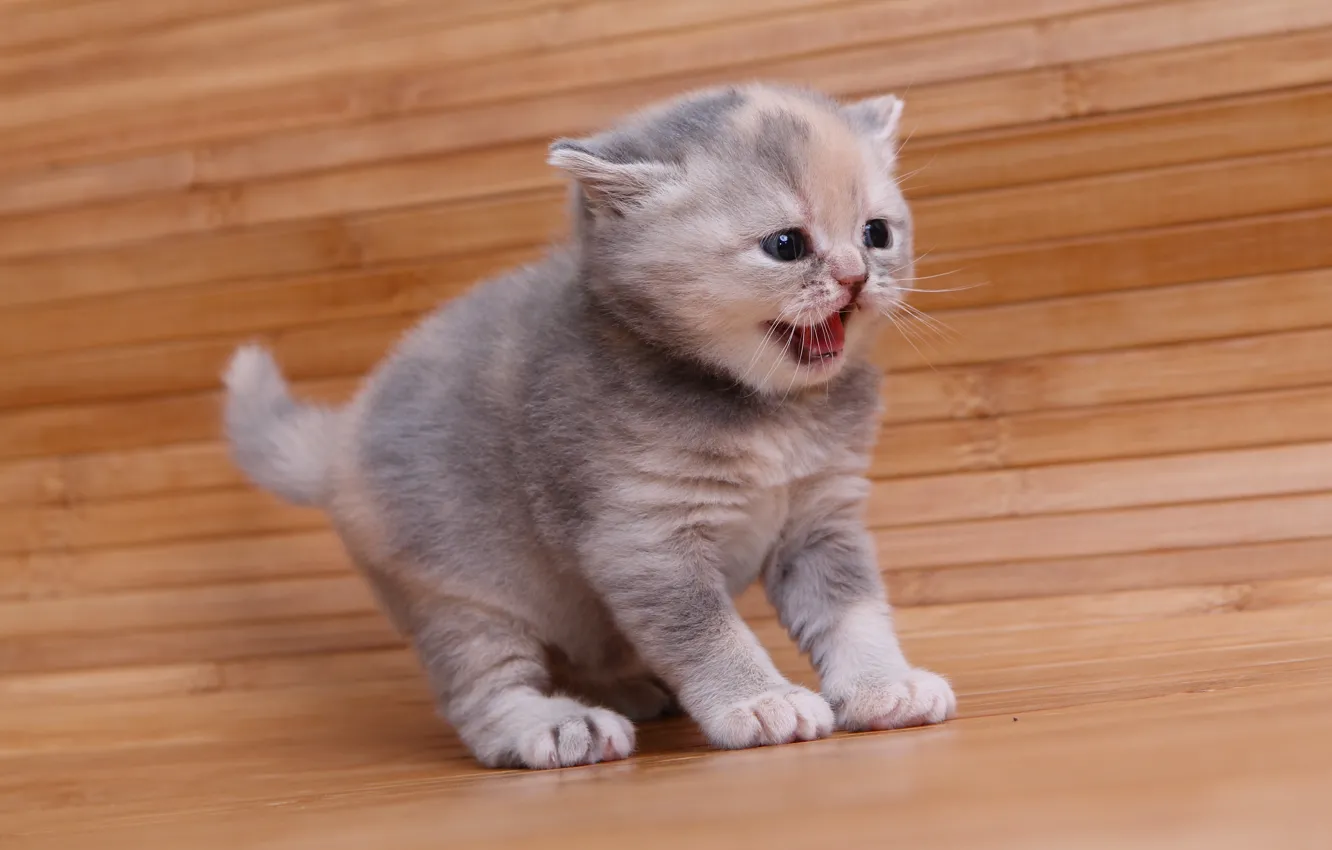 Photo wallpaper baby, kitty, pisklya, British Shorthair