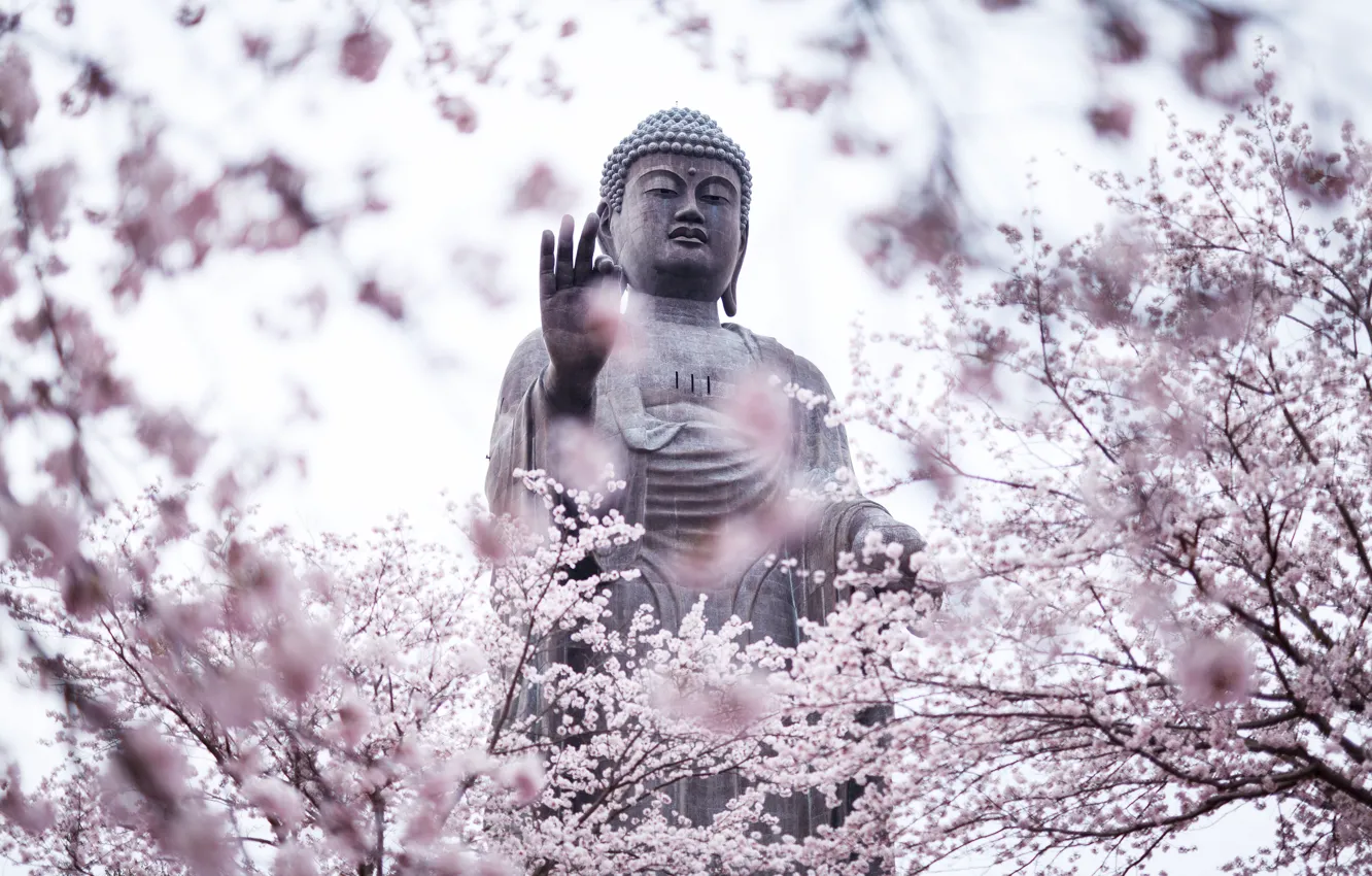 Photo wallpaper cherry blossoms, statue, Buddha, religion