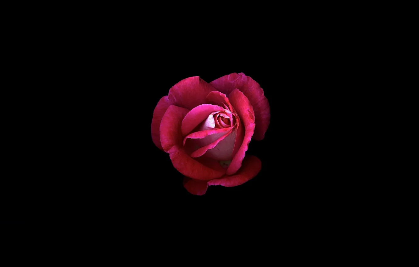 Photo wallpaper flower, light, background, rose, shadow, petals