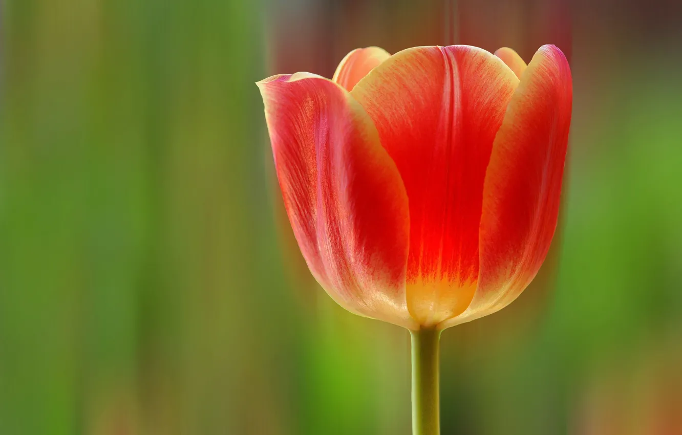 Photo wallpaper flower, rays, line, Tulip, petals, stem