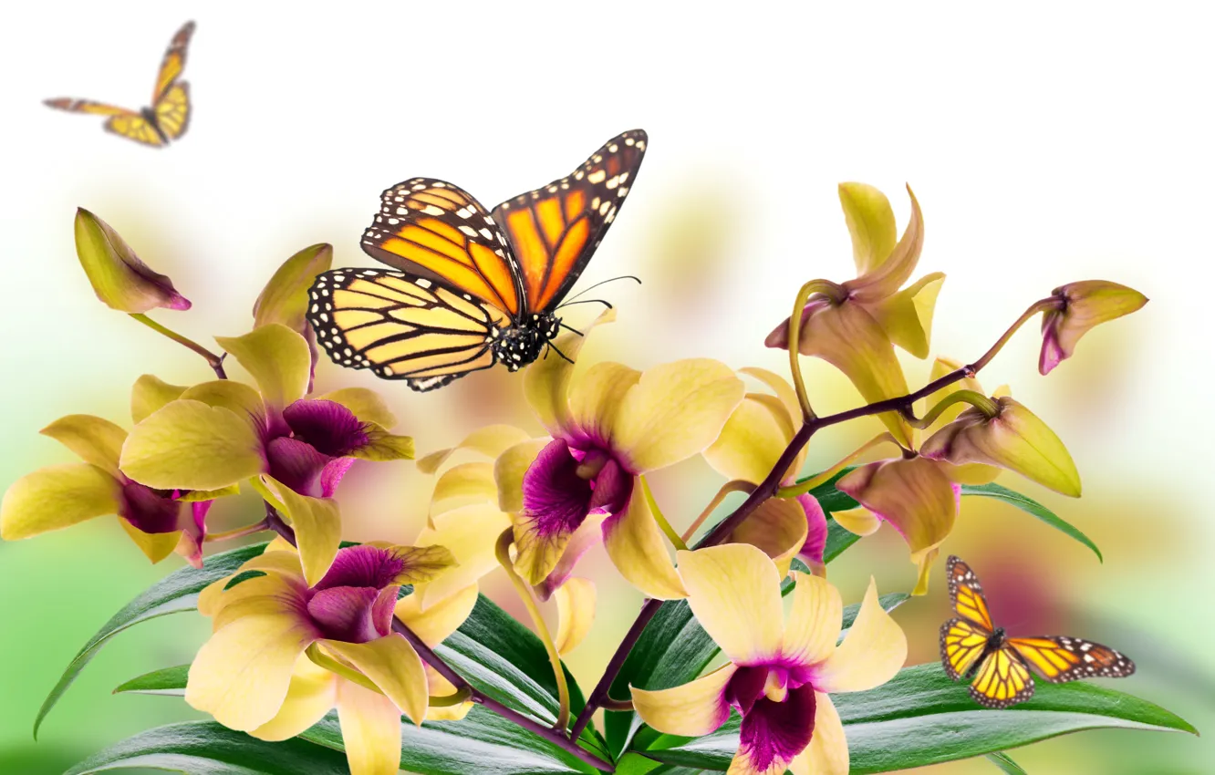 Photo wallpaper leaves, flowers, collage, butterfly, petals, moth, Orchid