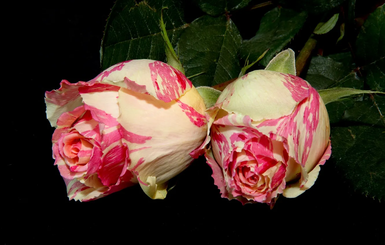 Photo wallpaper two, roses, black background, motley
