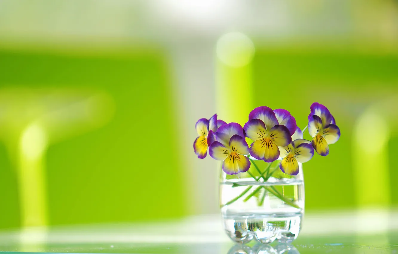 Photo wallpaper glass, background, a bunch, Pansy, Viola tricolor