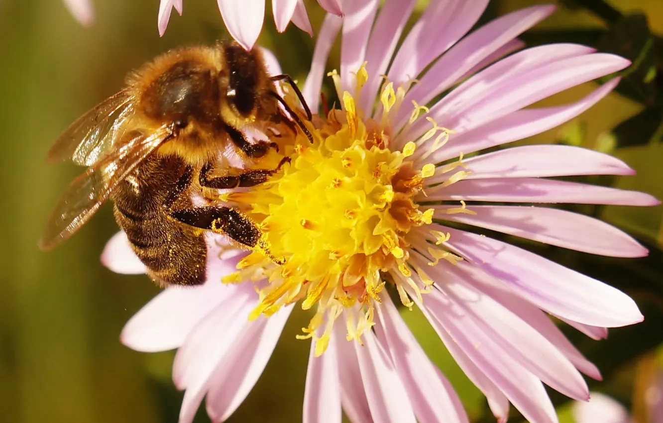 Photo wallpaper flower, insect, bee