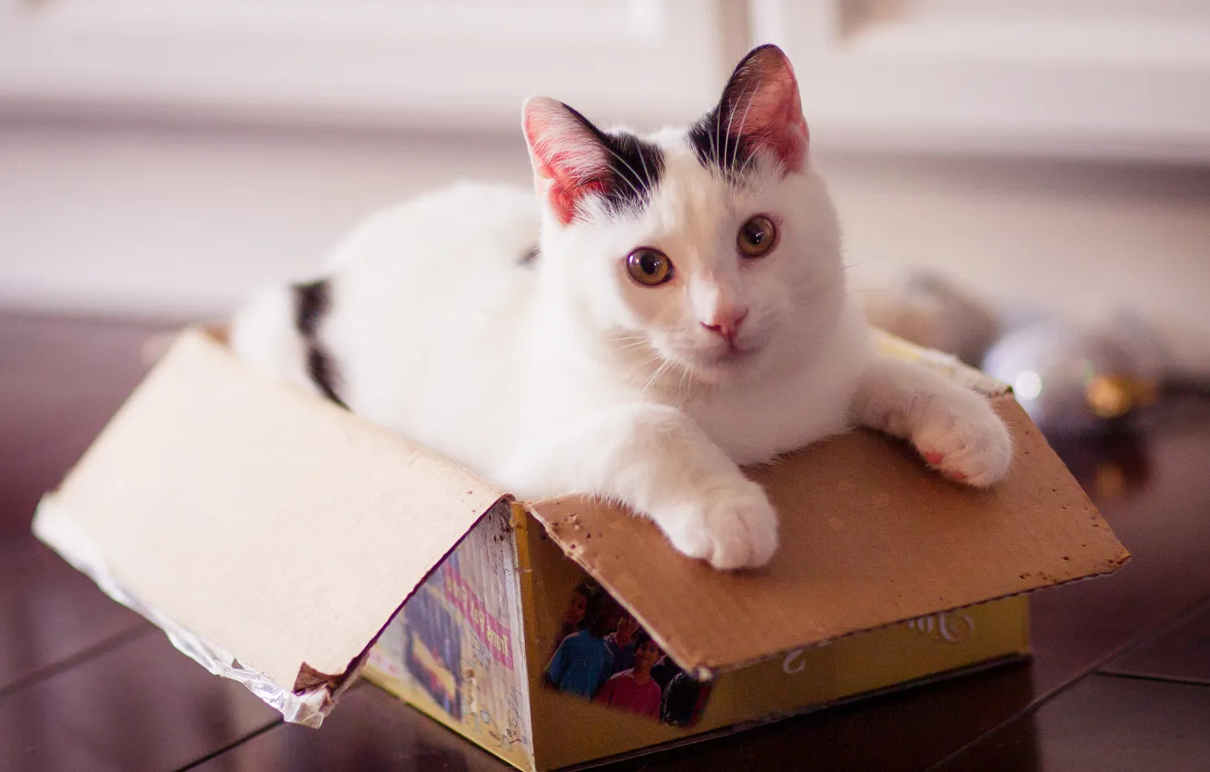 Photo wallpaper cat, cat, look, pose, box, legs, kitty, face