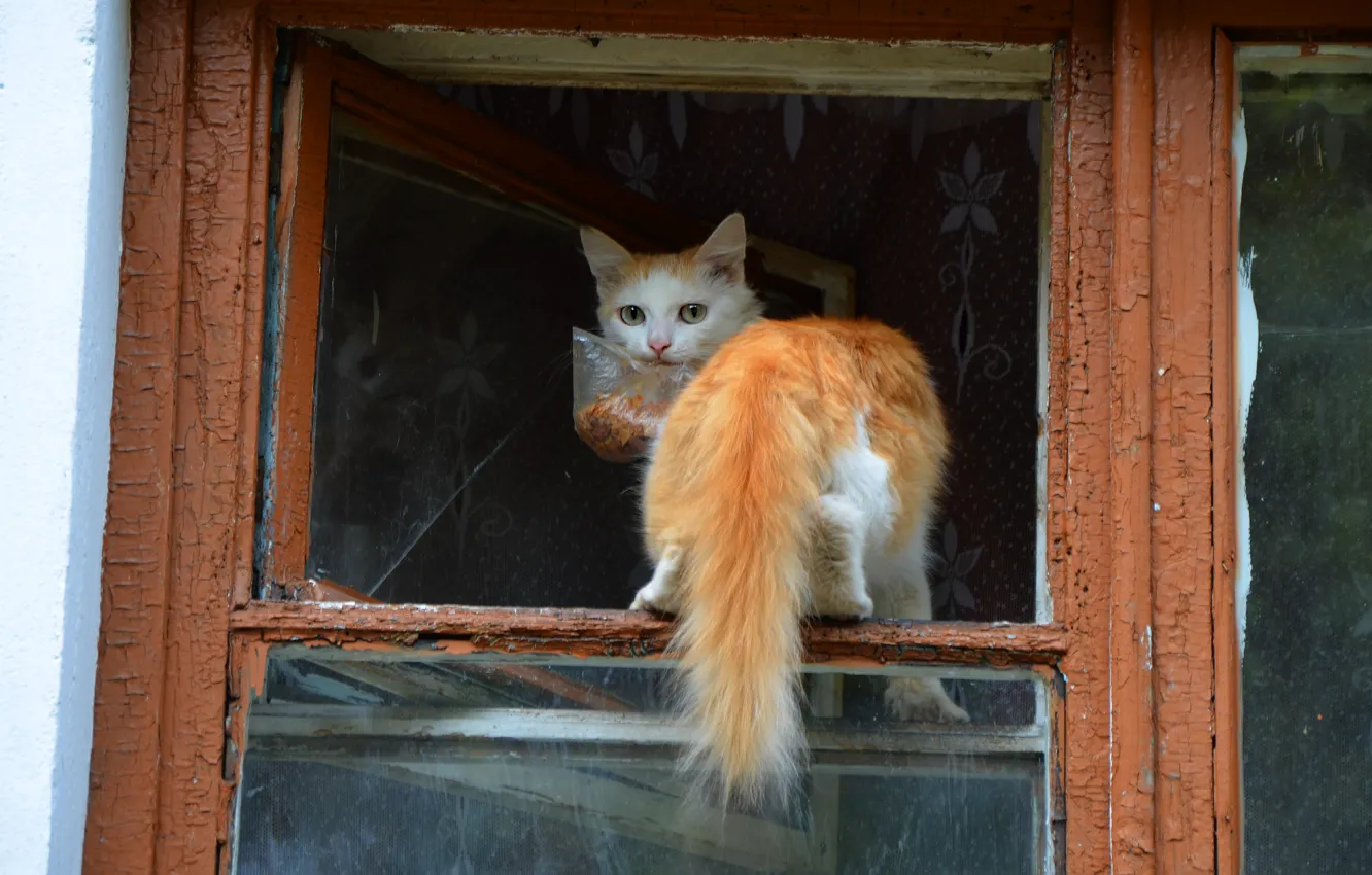 Photo wallpaper cat, cat, look, glass, frame, home, package, window