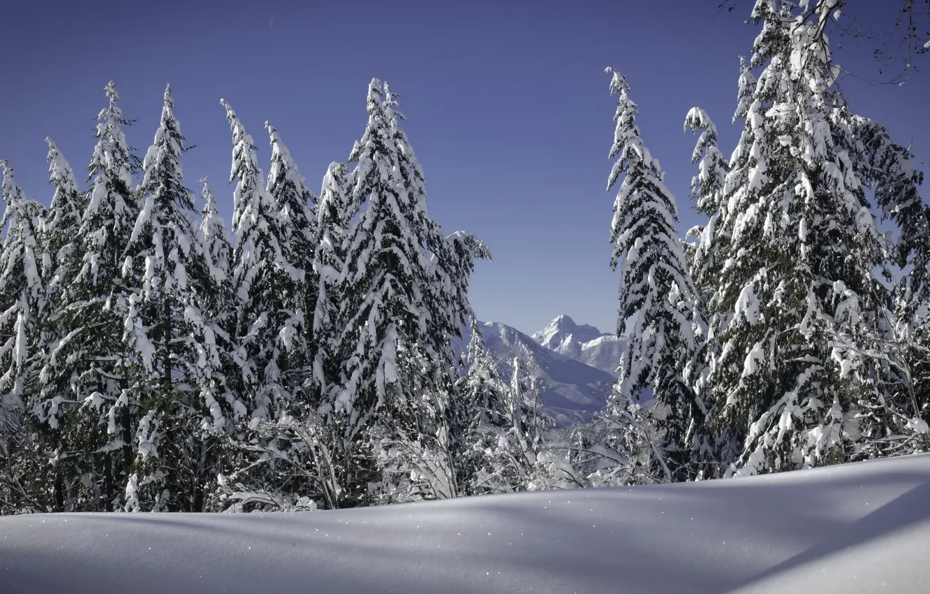 Photo wallpaper winter, forest, tree