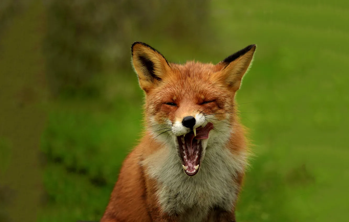 Photo wallpaper nature, mouth, Fox, Fox