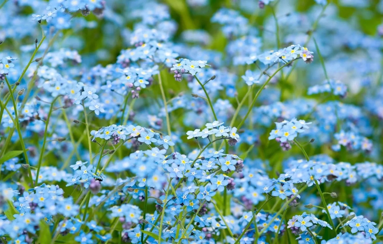 Photo wallpaper flowers, meadow, flowers of the field