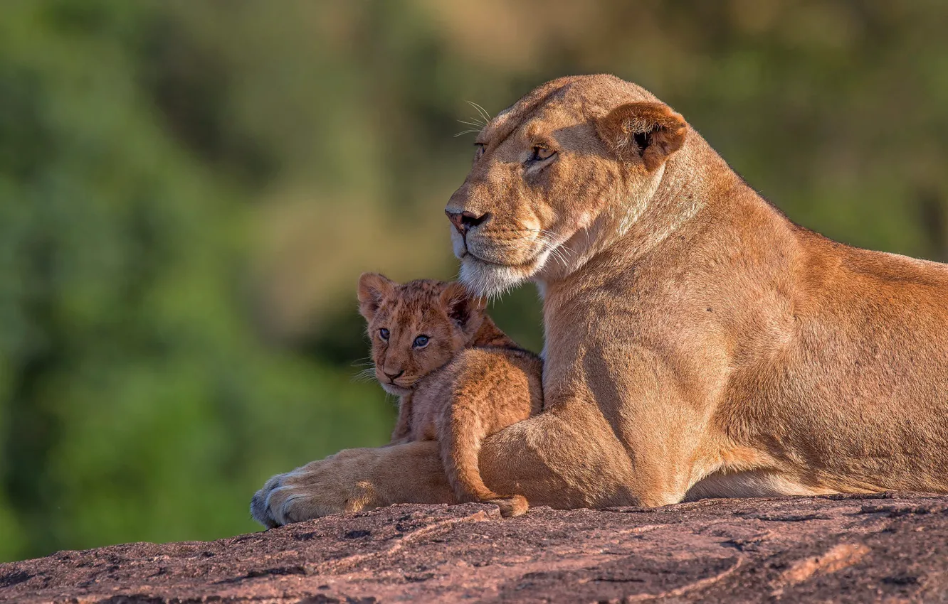 Photo wallpaper lioness, mom, lion