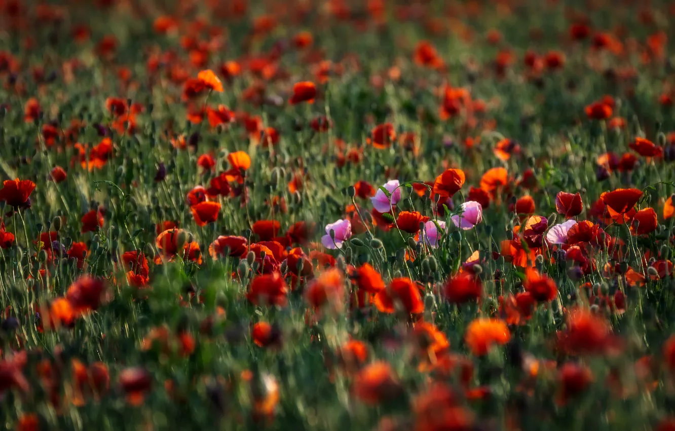 Photo wallpaper summer, flowers, Maki, blur, meadow, red, a lot, bokeh