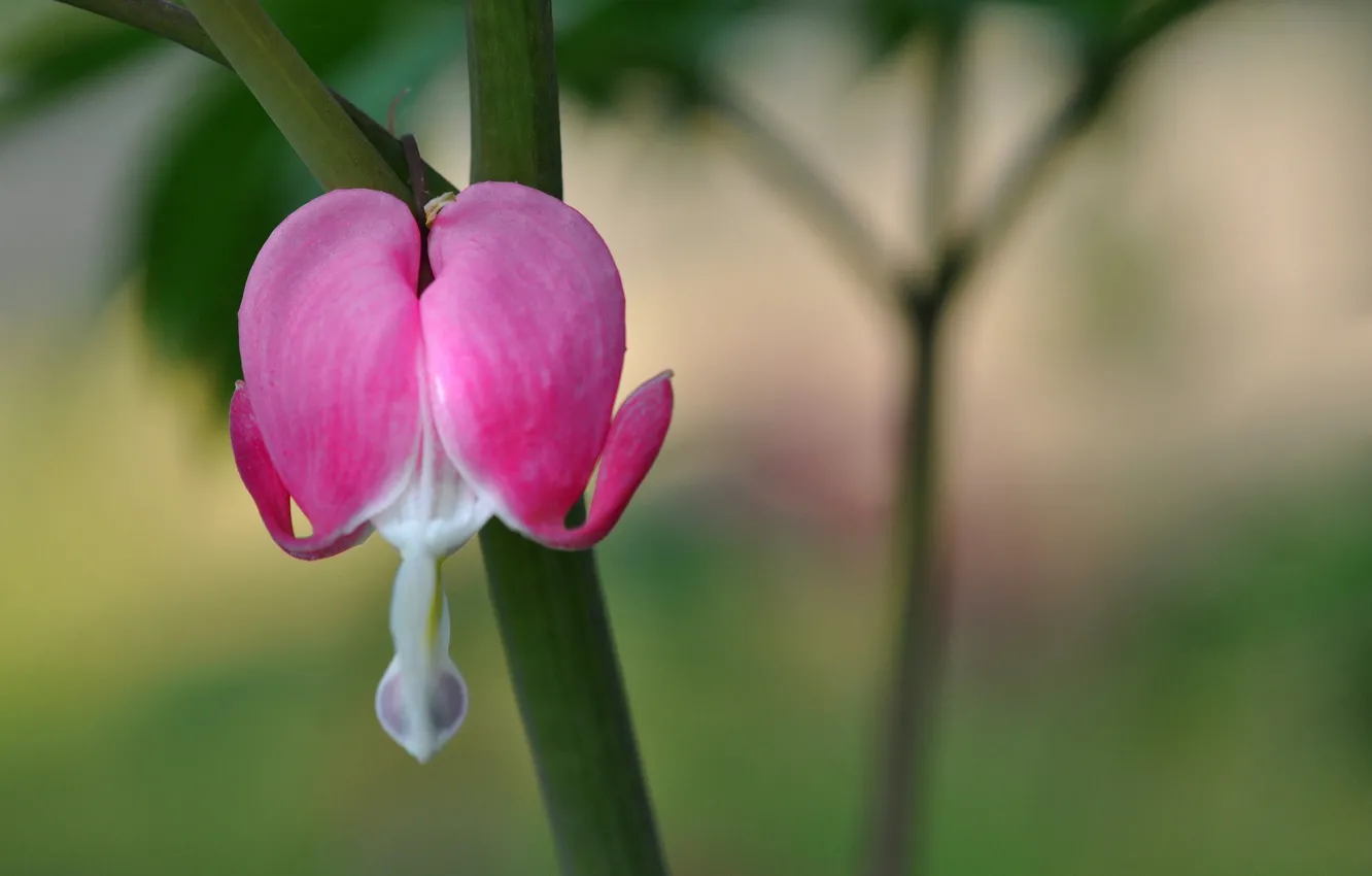 Photo wallpaper macro, nature, exotic, the bleeding heart