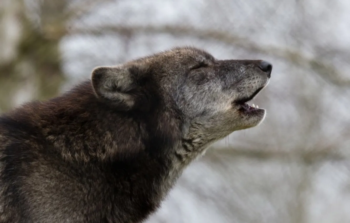 Photo wallpaper nature, Gray Wolf, face, animal, wolf, canis lupus, wildlife, head