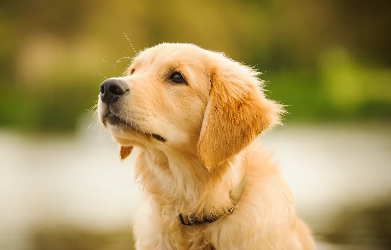 Photo wallpaper puppy, young, shot, pet, retriever