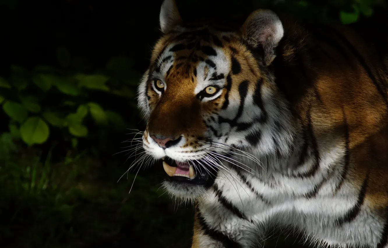 Photo wallpaper greens, cat, eyes, face, leaves, light, night, nature