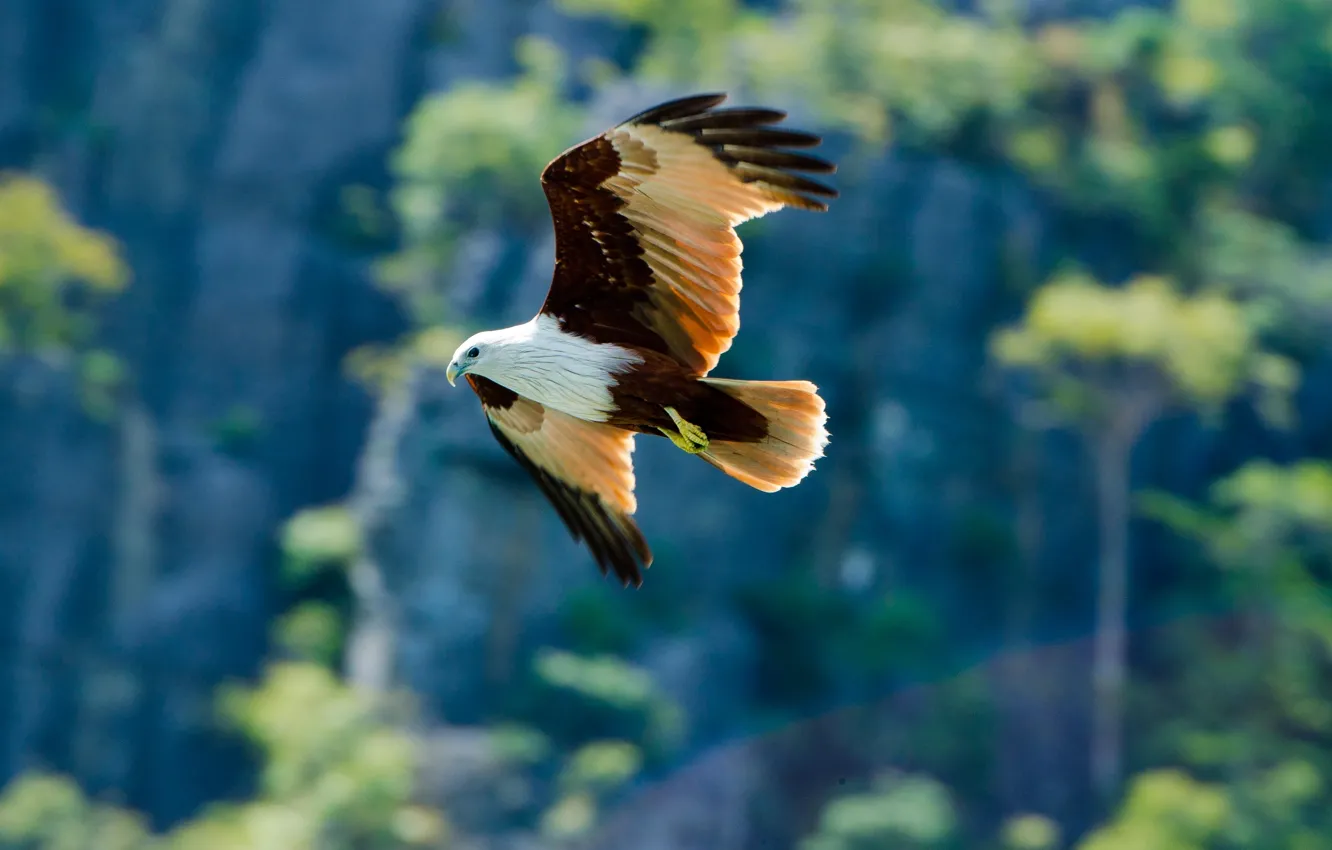 Photo wallpaper background, bird, eagle, predator
