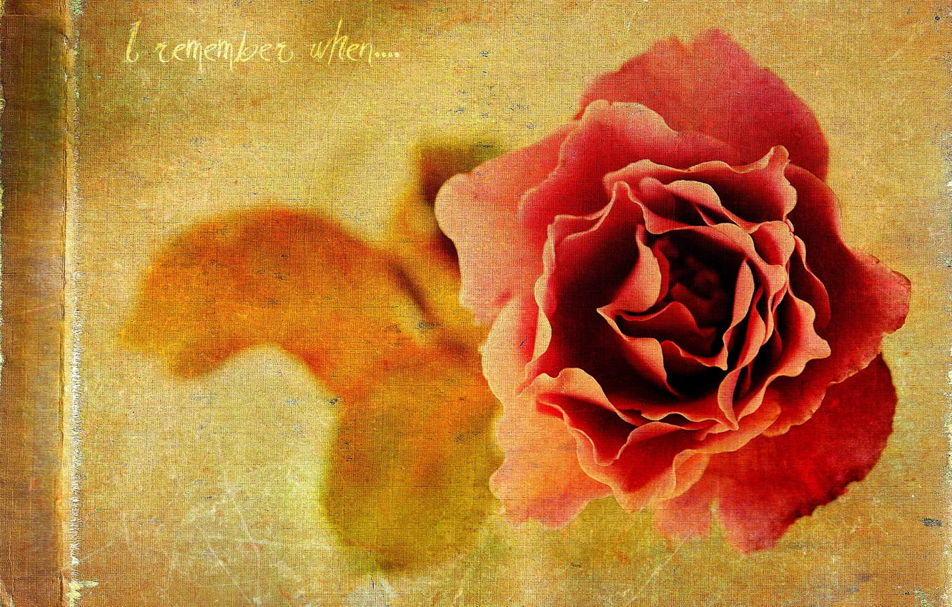 Photo wallpaper style, background, rose