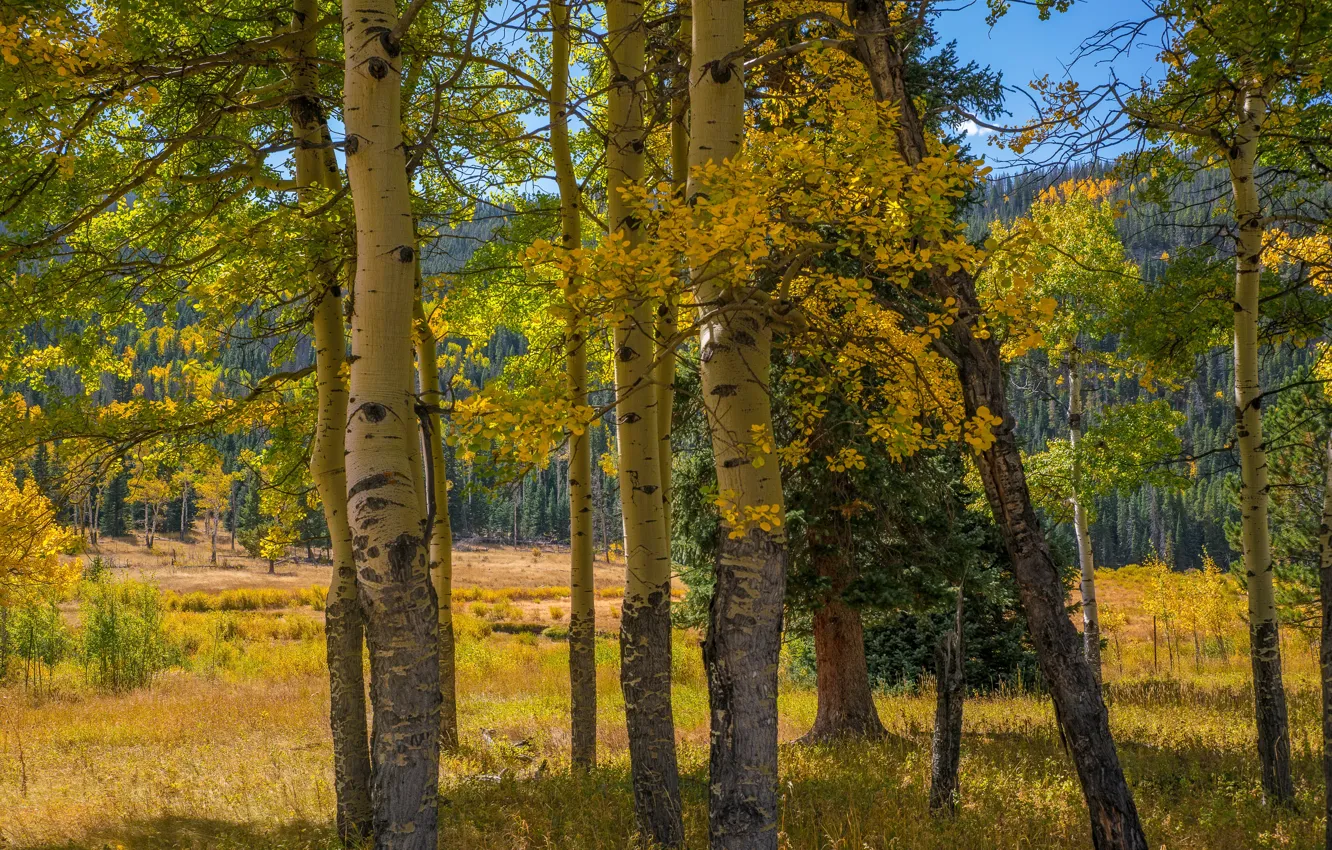 Photo wallpaper autumn, forest, the sun, trees, mountains, USA, Rocky Mountain National Park