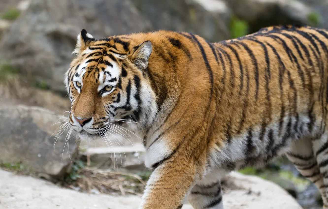 Photo wallpaper cat, tiger, Amur