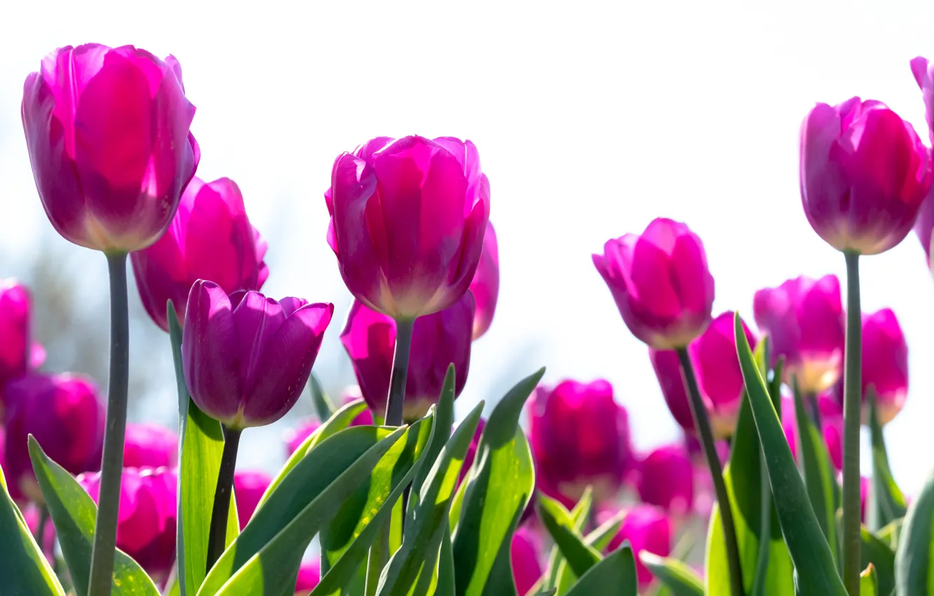 Photo wallpaper tulips, buds, plantation