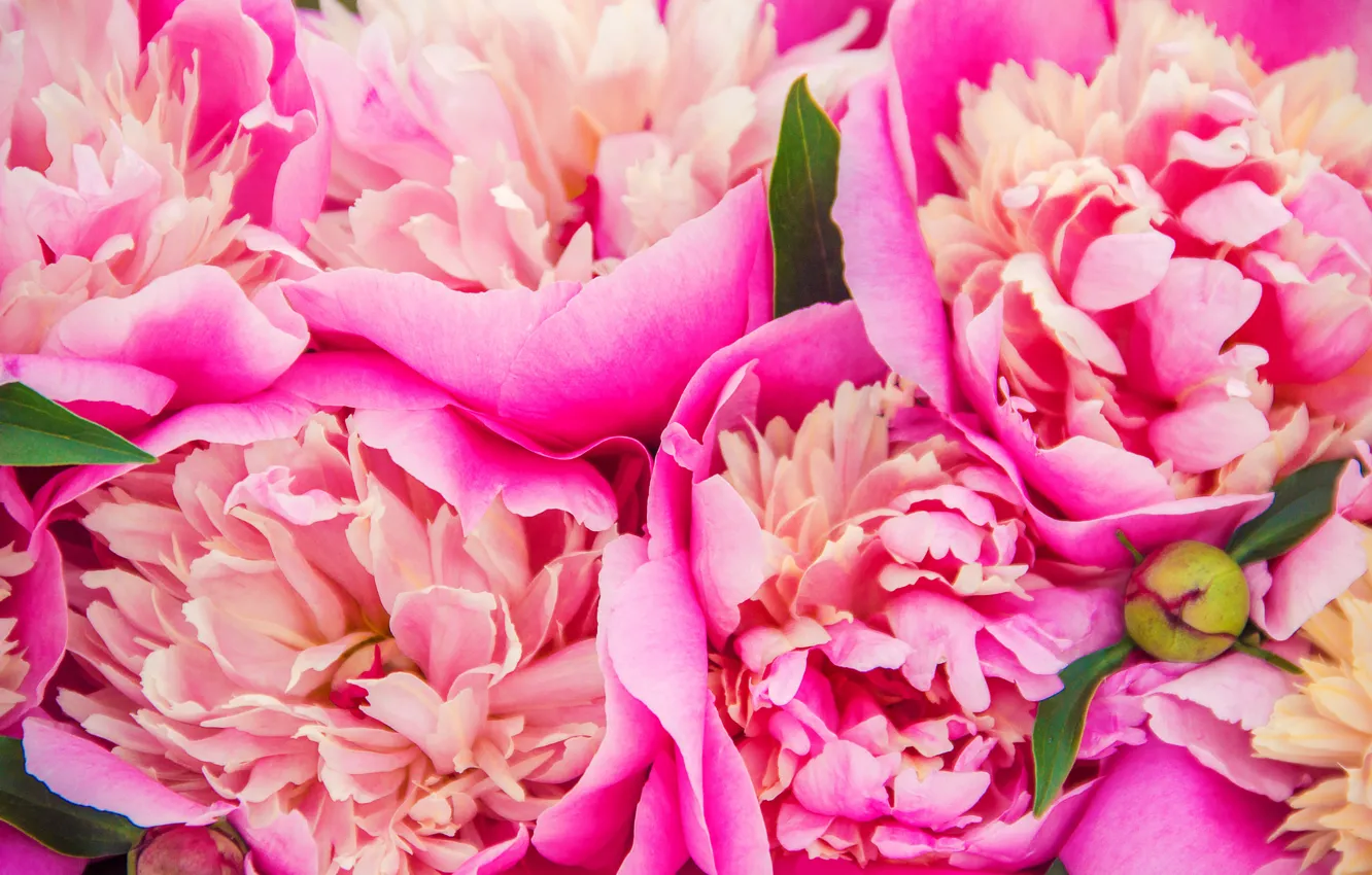 Photo wallpaper flowers, bouquet, pink, pink, flowers, beautiful, peonies, peonies