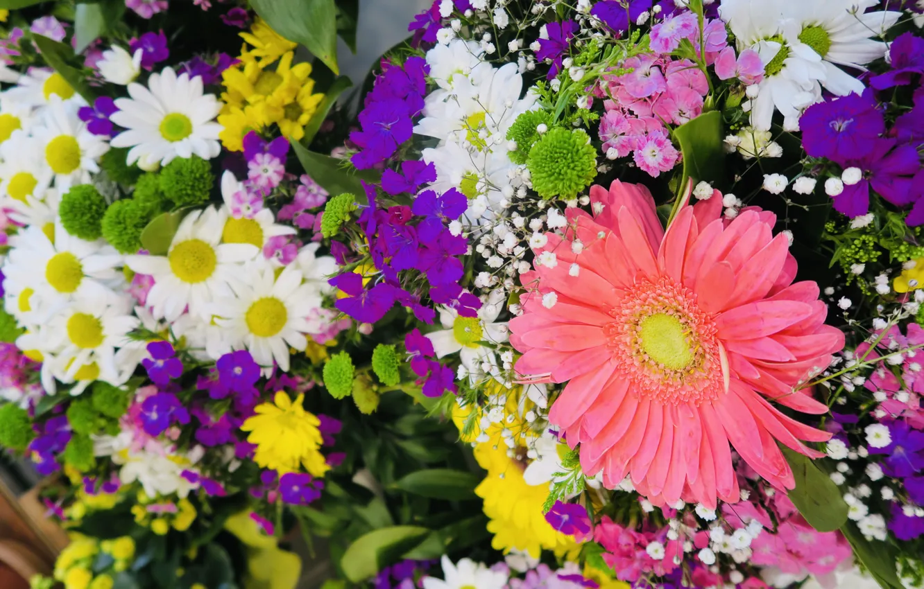 Photo wallpaper purple, macro, flowers, yellow, bright, chamomile, bouquet, pink