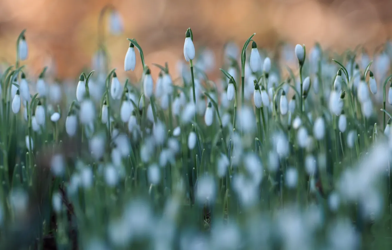 Photo wallpaper flowers, glade, blur, spring, snowdrops, white, buds, bokeh