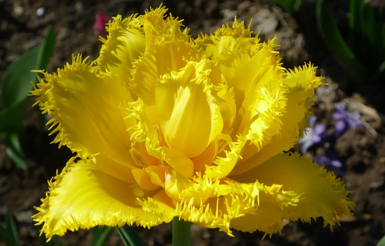 Photo wallpaper flowers, yellow, earth, spring, stem, tulips, flowerbed, lepecki
