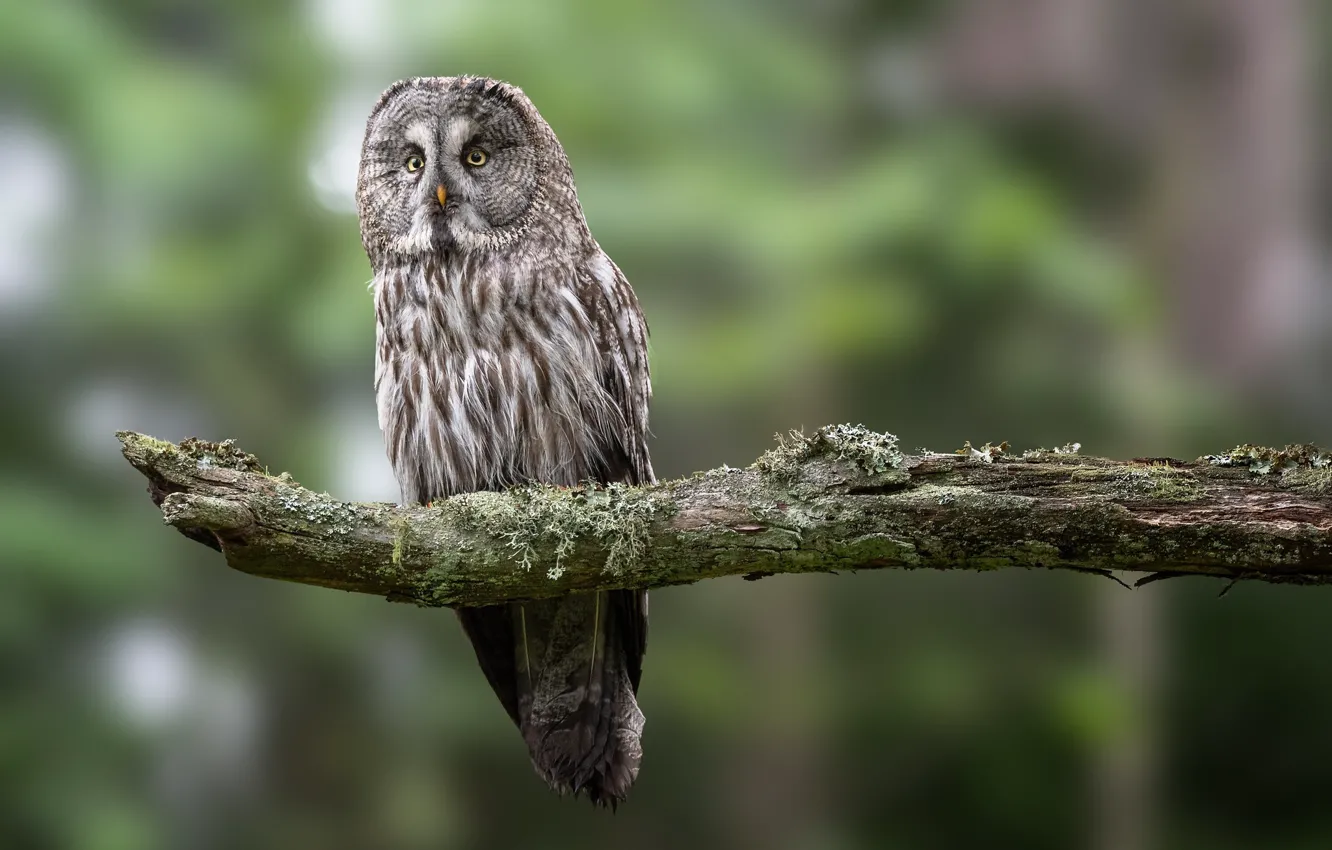 Photo wallpaper branches, bird, Great grey owl