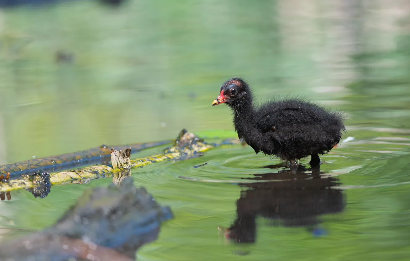 Photo wallpaper water, macro, bird, baby, chick, About the water chickens, Voronov Denis, Moorhen