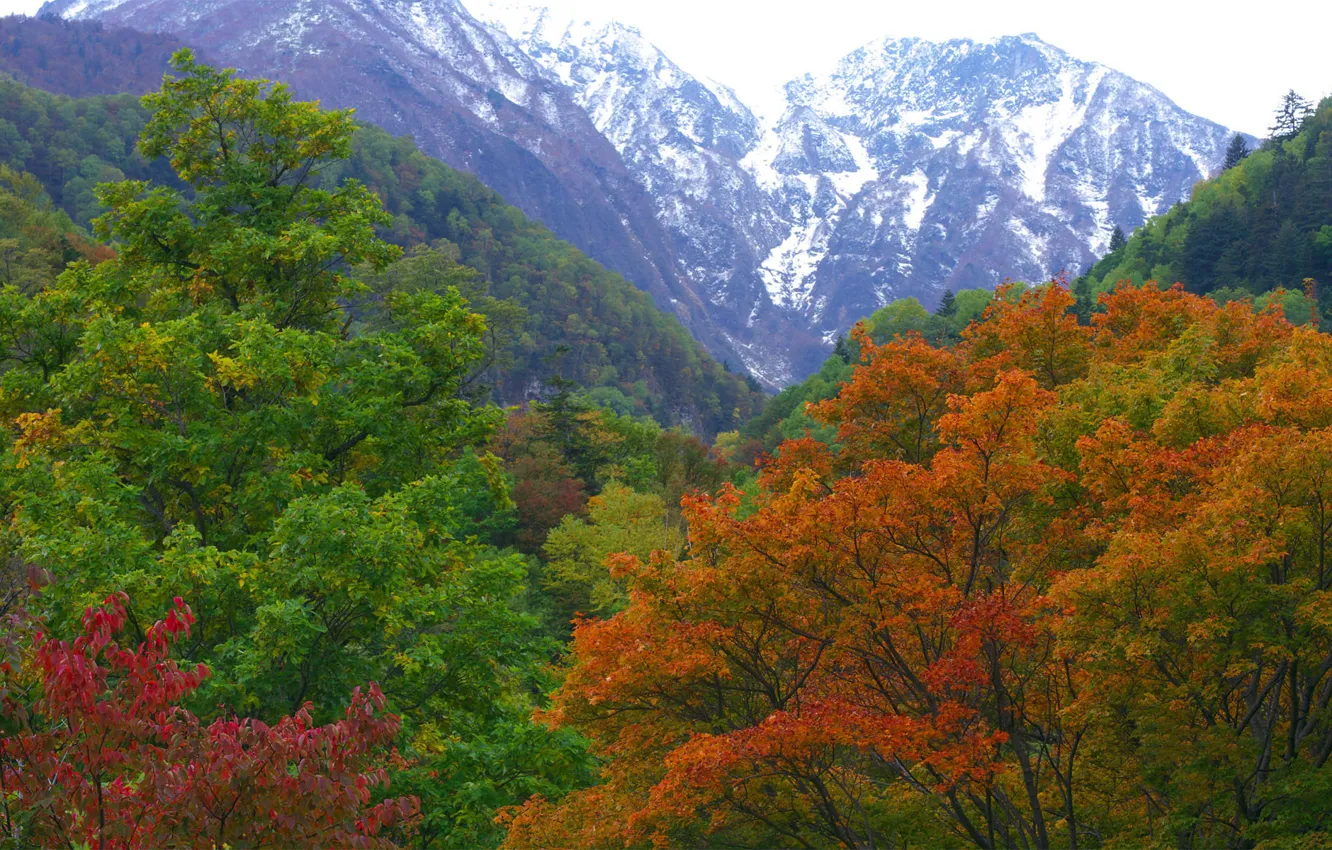Photo wallpaper autumn, forest, mountains, nature, Japan