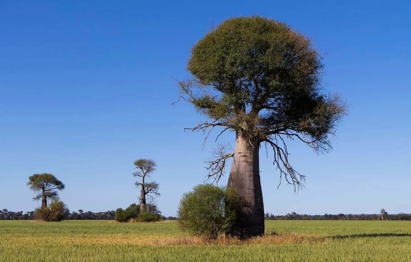 Photo wallpaper the sky, trees, baobab, Savannah, Africa