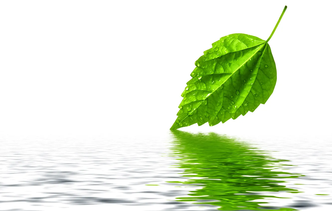 Photo wallpaper leaves, water, drops, green, reflection