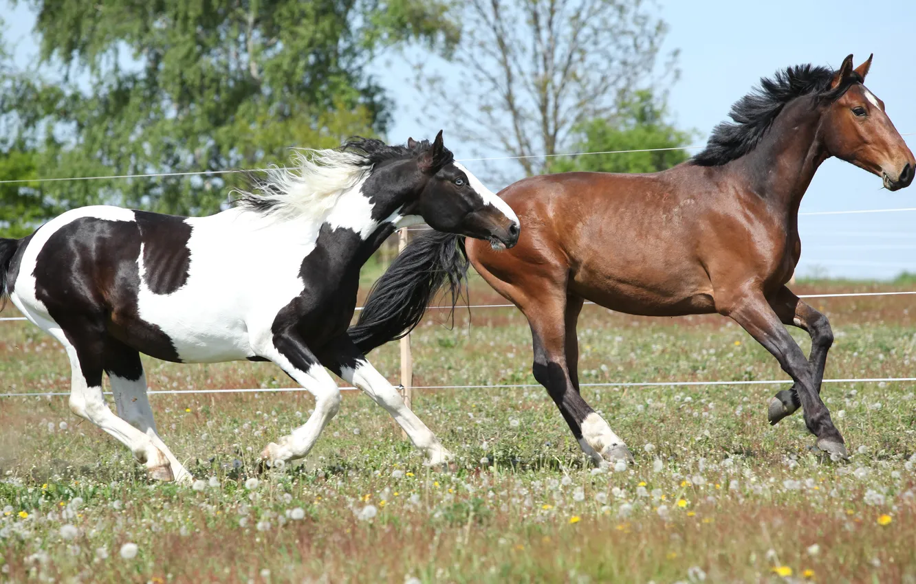Photo wallpaper grass, horses, horse, pair