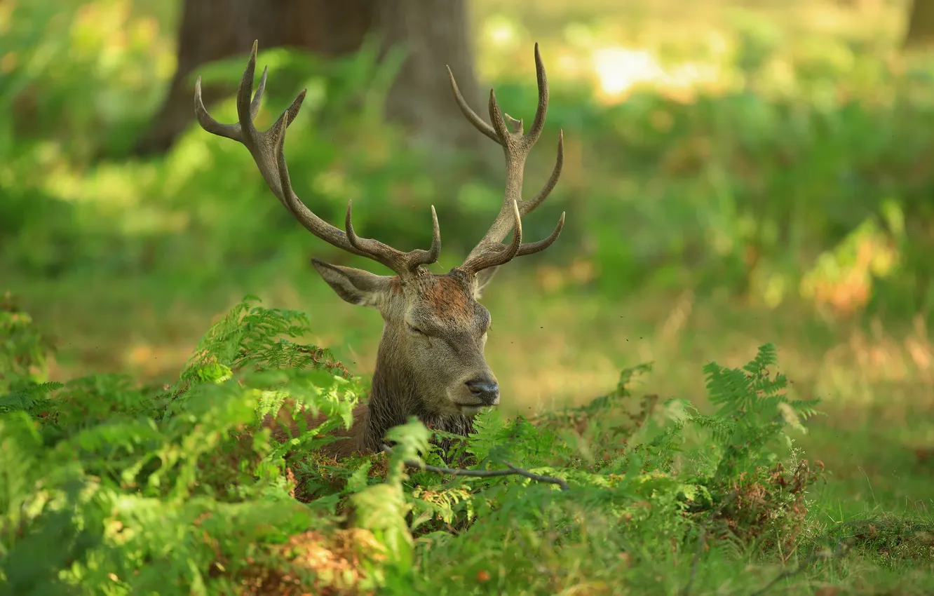 Photo wallpaper forest, grass, deer, horns, disguise