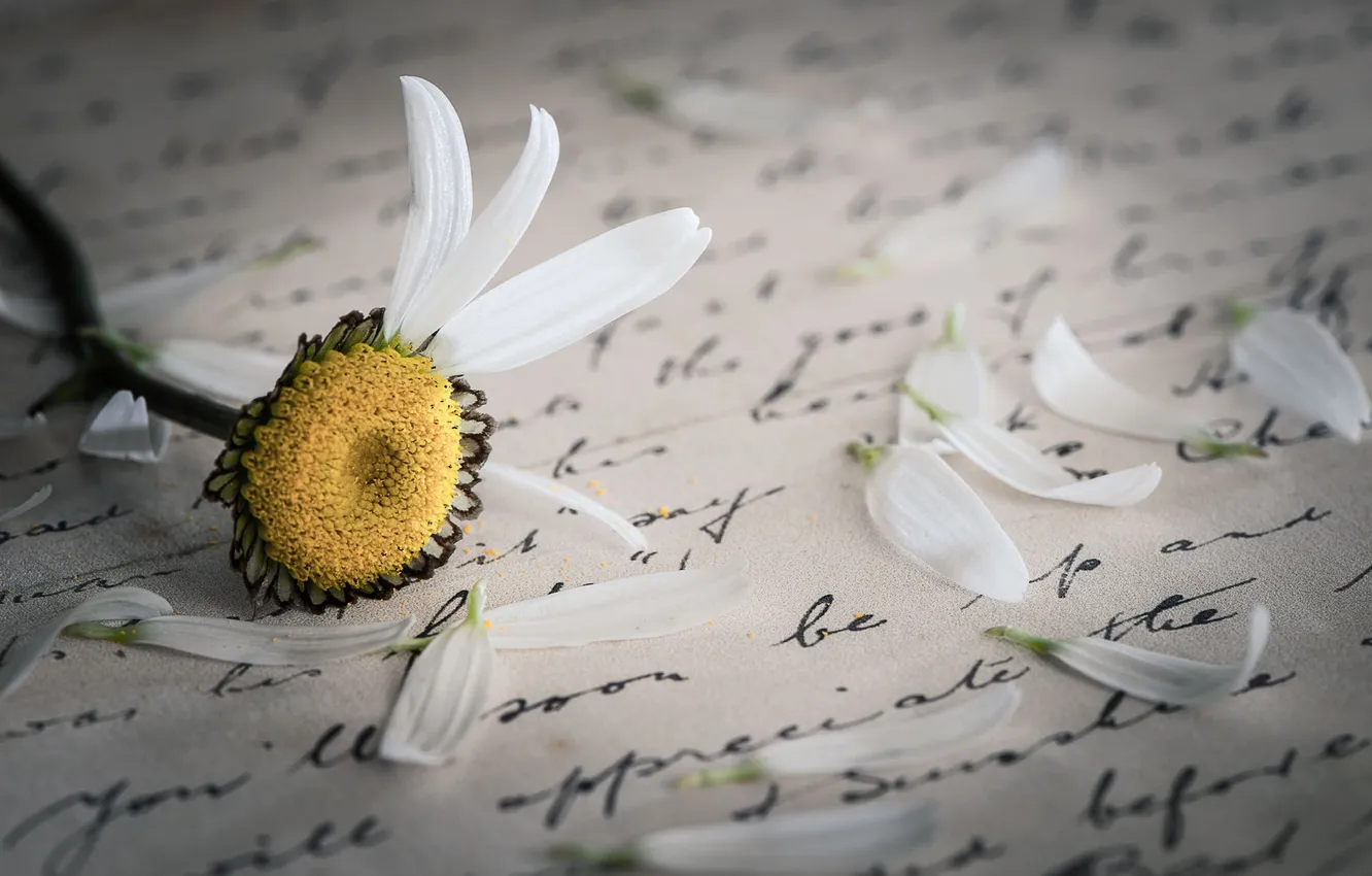 Photo wallpaper macro, flowers, chamomile