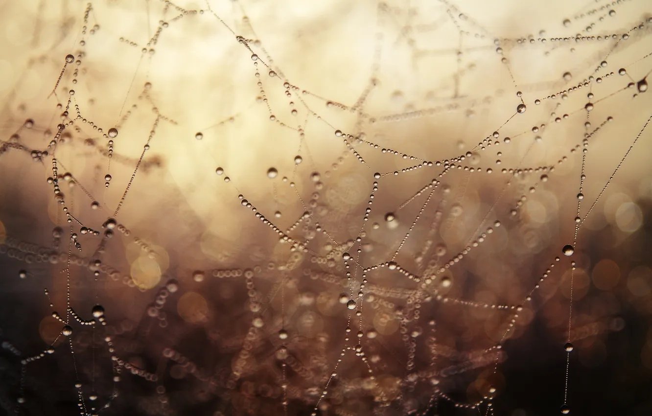 Photo wallpaper nature, Rosa, web