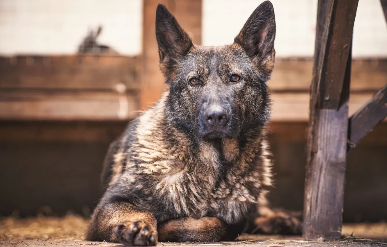 Photo wallpaper look, each, dog