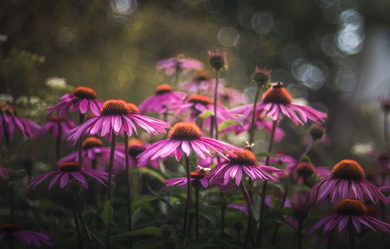 Photo wallpaper petals, purple, Echinacea