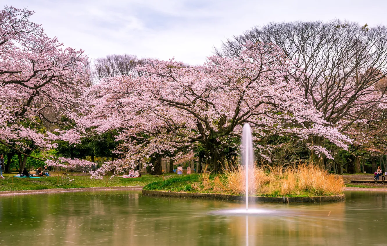 Photo wallpaper trees, pond, Park, Japan, Sakura, Tokyo, fountain, flowering