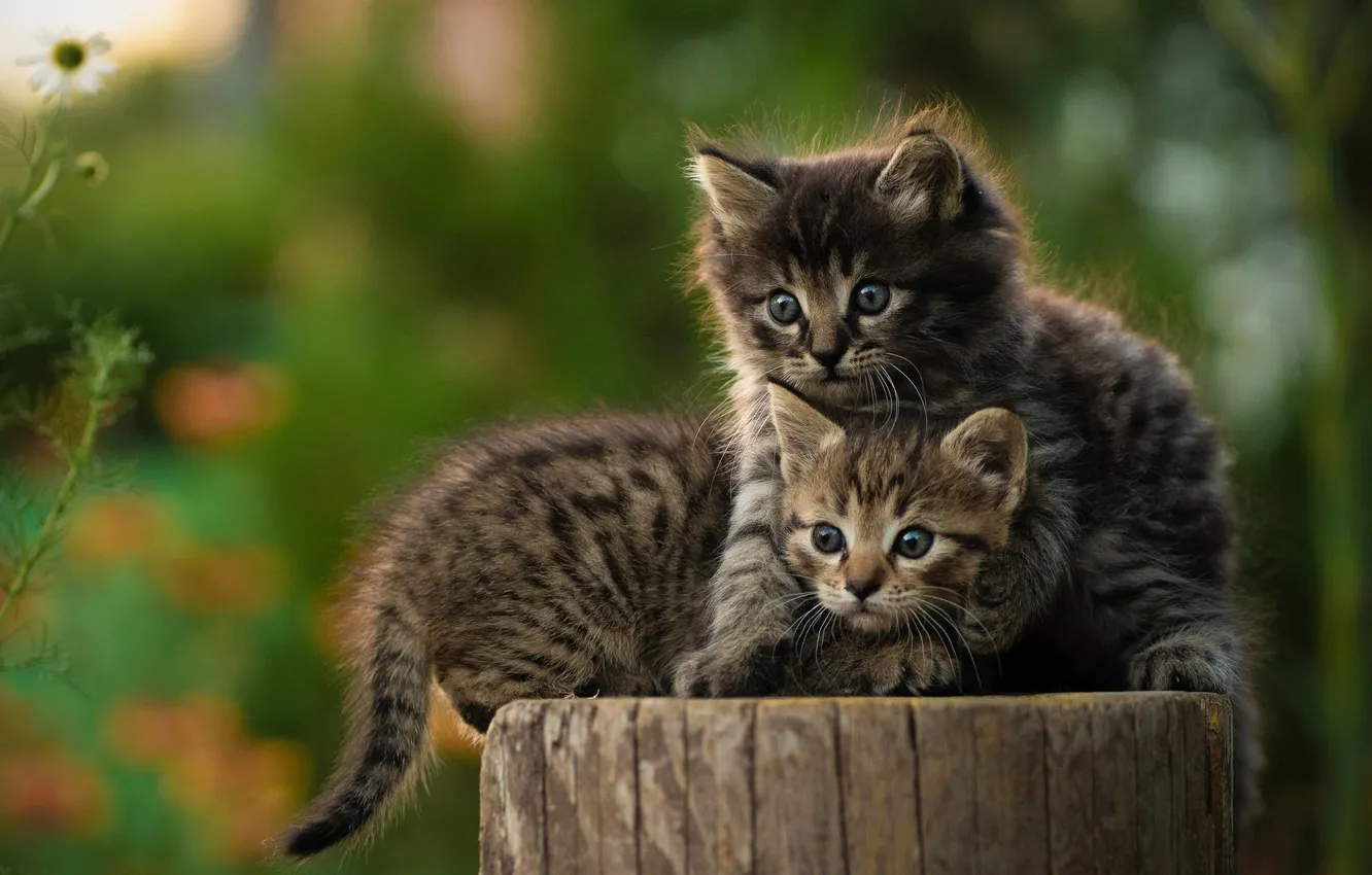 Photo wallpaper baby, kitty, a couple, deck, Yuriy Korotun