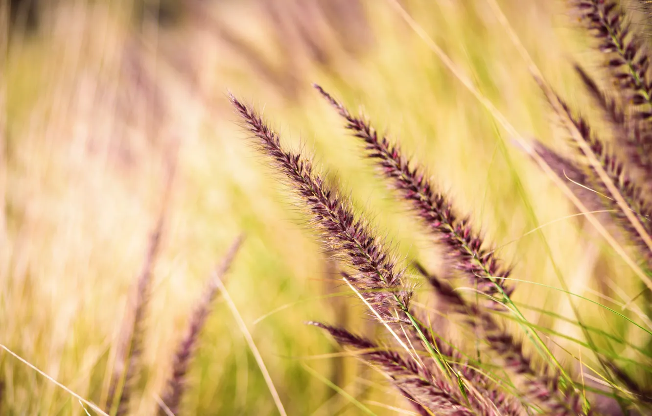 Photo wallpaper grass, spikelets, bokeh