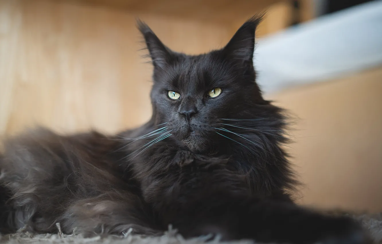 Photo wallpaper cat, cat, look, face, black, portrait, lies, Maine Coon