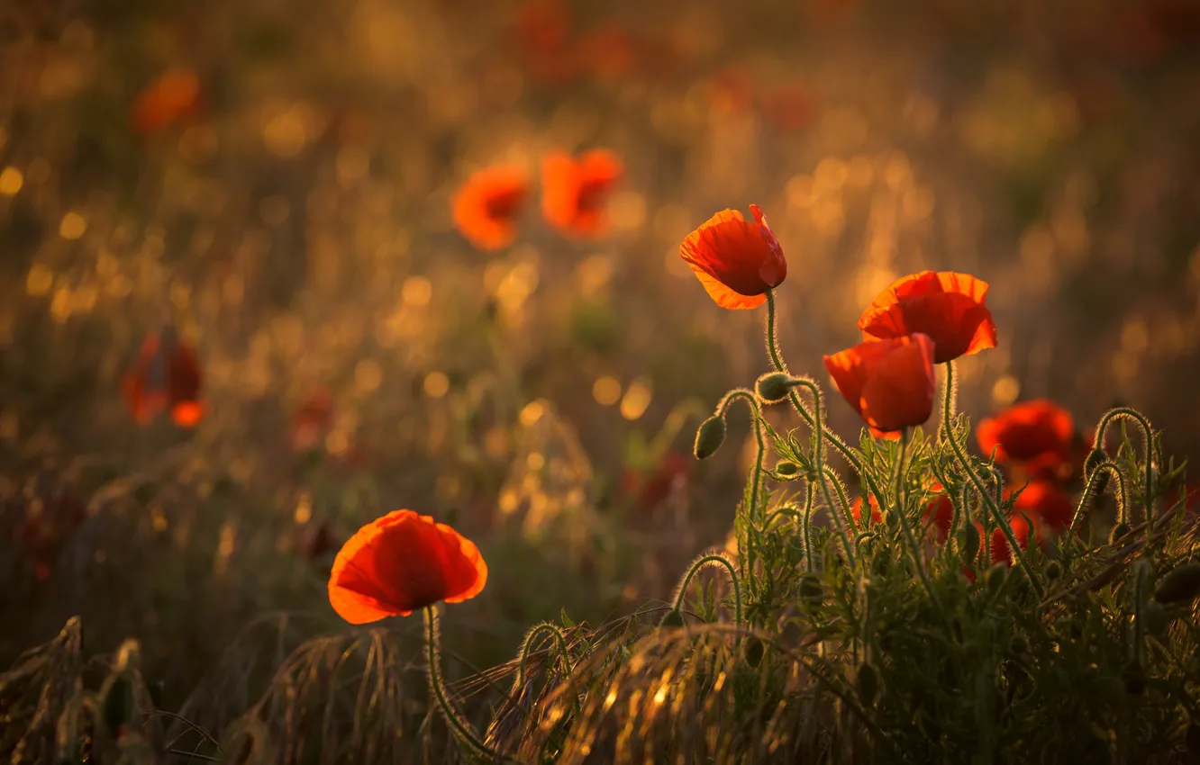 Photo wallpaper field, summer, light, flowers, red, glade, Mac, Maki