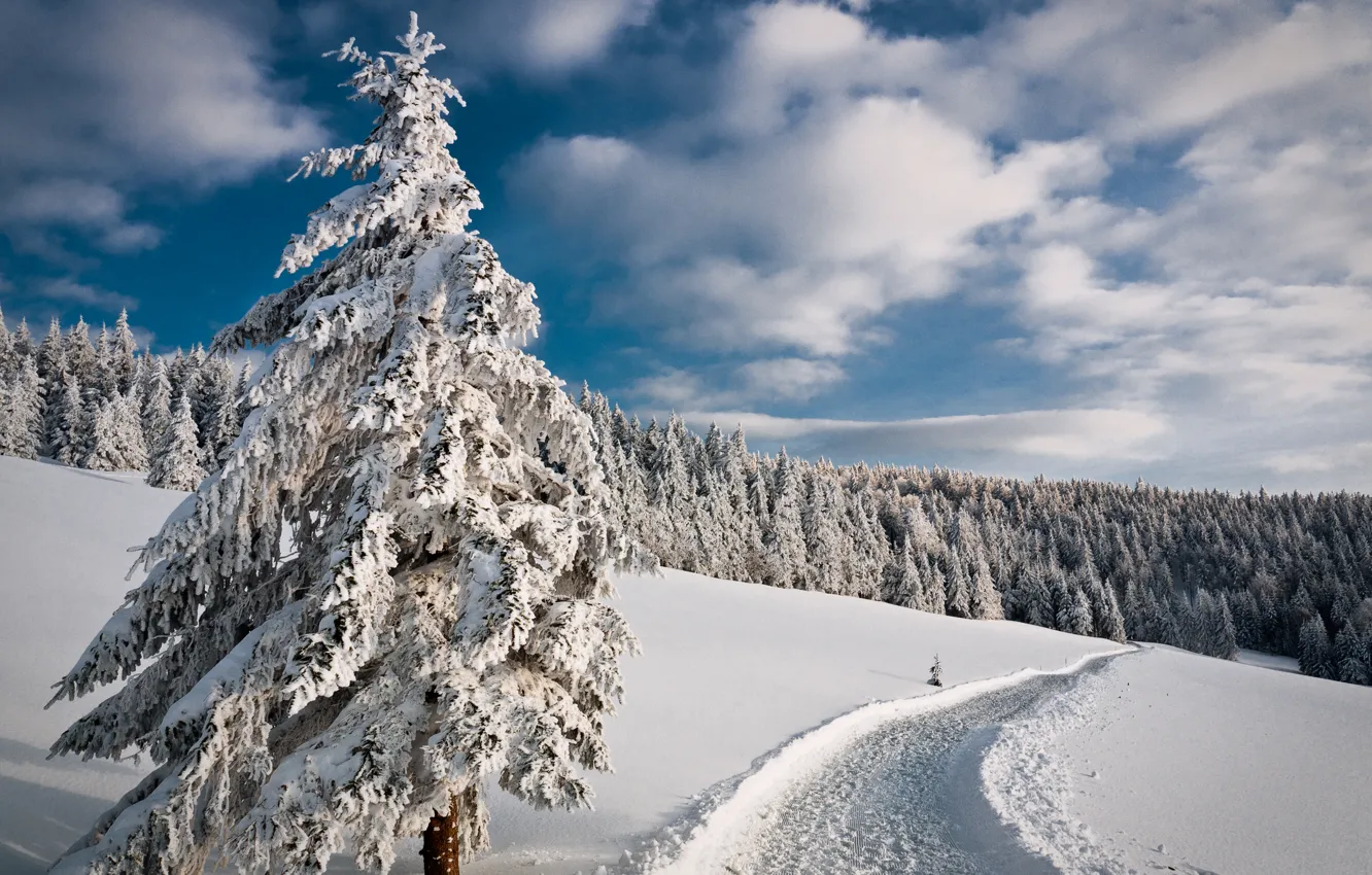 Photo wallpaper winter, road, forest, the sky, snow, trees, tree, spruce