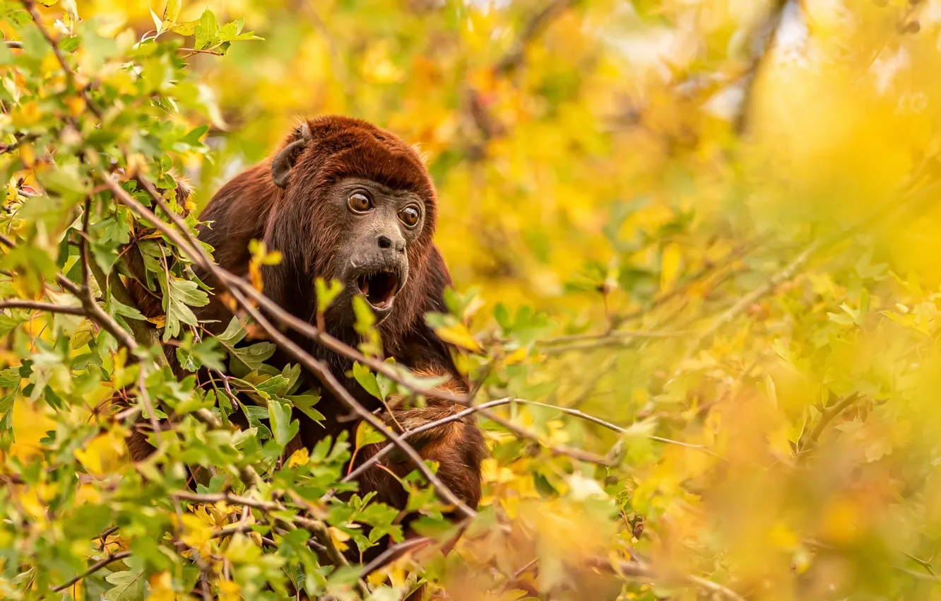 Photo wallpaper nature, background, monkey