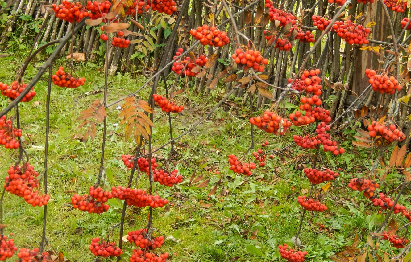 Photo wallpaper autumn, grass, branches, widescreen, Wallpaper, wallpaper, grass, widescreen