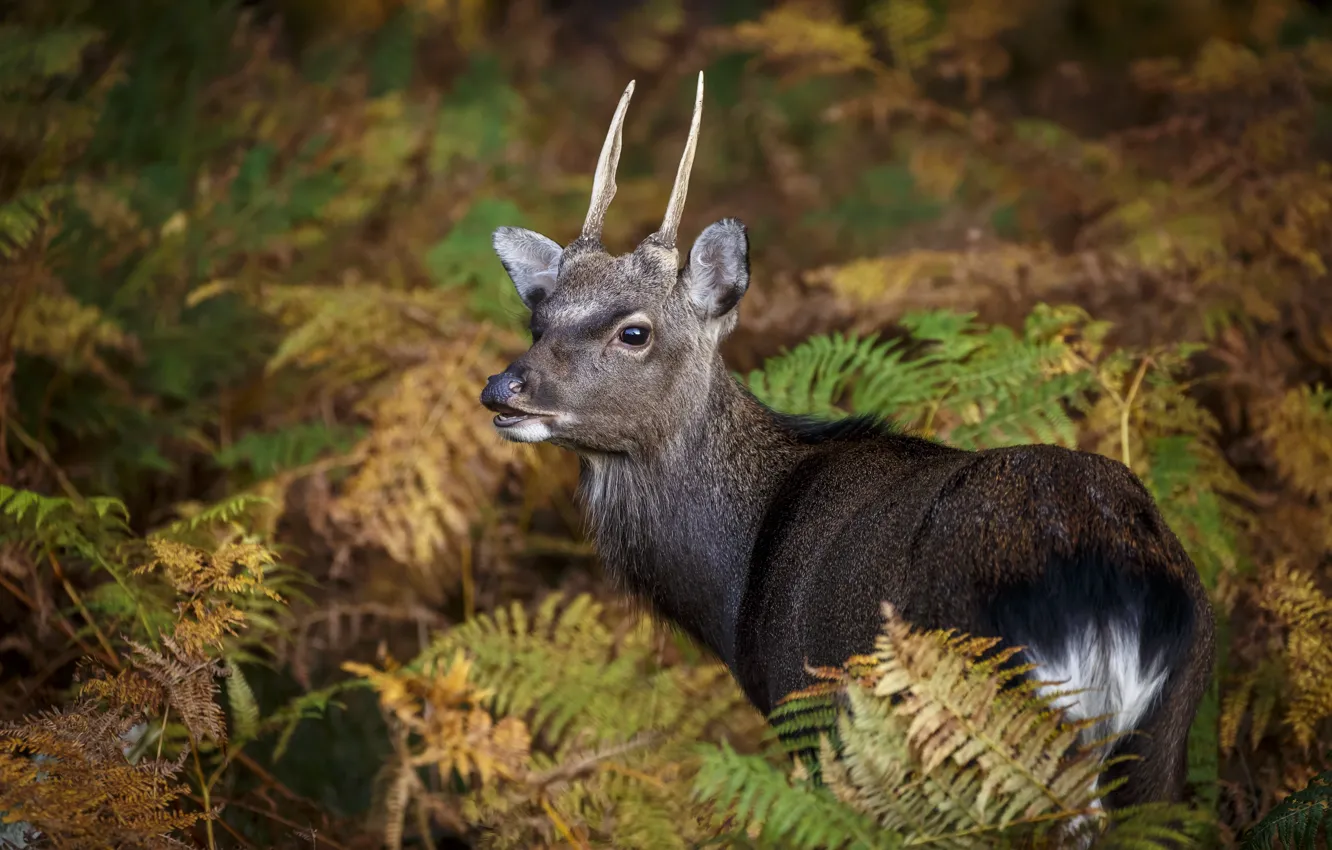 Photo wallpaper look, face, thickets, deer, fern, ROE, artiodactyls