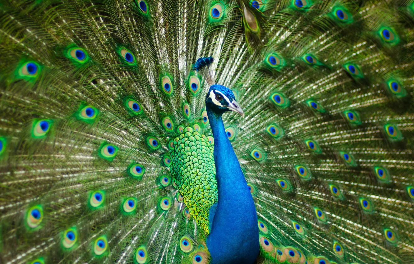 Photo wallpaper Bird, Peacock, Pen, Beautiful